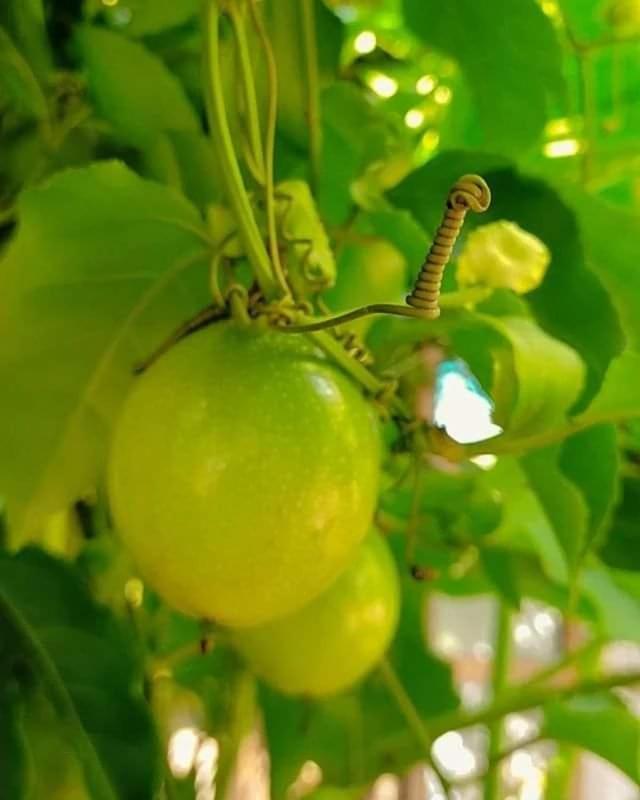 מלון פטנם Patnem Palm Garden מראה חיצוני תמונה